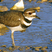 Killdeer